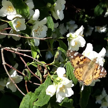 Appartamento Ein Bett Im Kornfeld - Haus Morgensonne - Mit Innenpool *