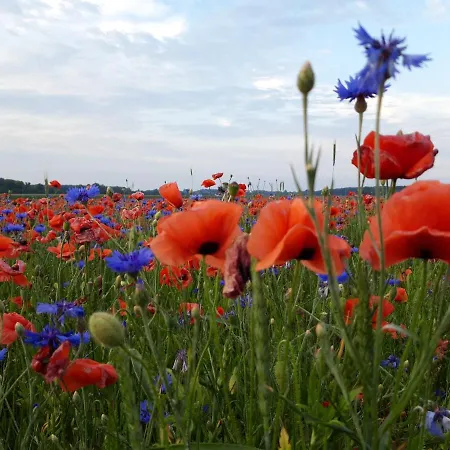 Ein Bett Im Kornfeld - Haus Morgensonne - Mit Innenpool Appartamento Schonfeld (Mecklenburgische Seenplatte)
