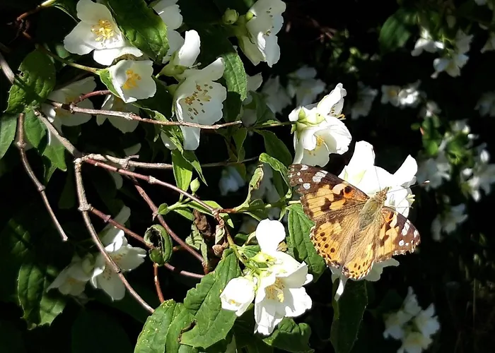 Lejlighed Ein Bett Im Kornfeld - Haus Morgensonne - Mit Innenpool *
