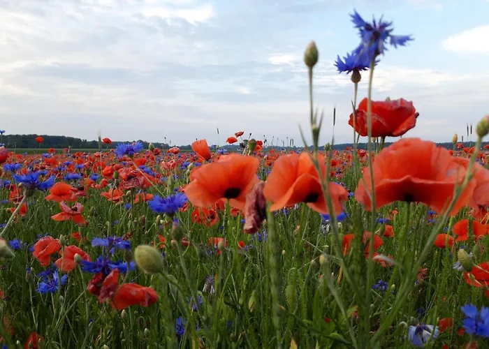 Ein Bett Im Kornfeld - Haus Morgensonne - Mit Innenpool Lejlighed Schonfeld (Mecklenburgische Seenplatte)